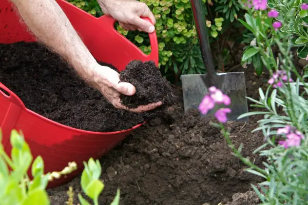 Adding compost to the hole