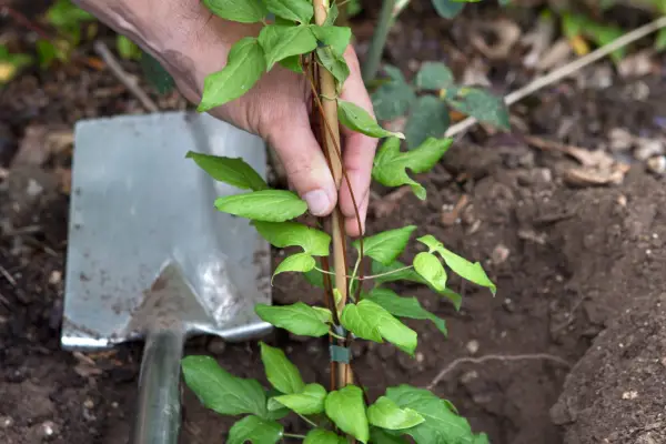 Positioning the clematis