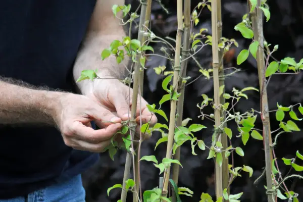 Tying in clematis stems