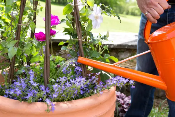 How to grow clematis - feeding pot-grown clematis