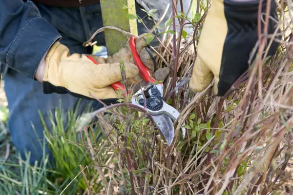 How to grow clematis - pruning clematis