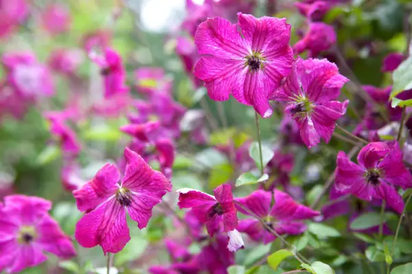 How to grow clematis - Clematis ‘Carmencita’