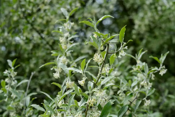 How to grow eleagnus - where to grow eleagnus