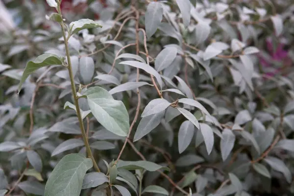 How to grow eleagnus - eleagnus varieties to try