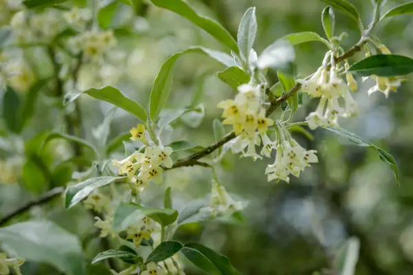 How to grow elaeagnus