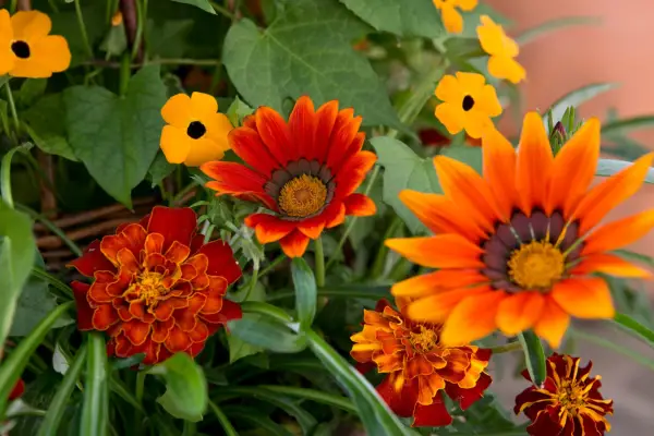 Gazanias growing in a windowbox