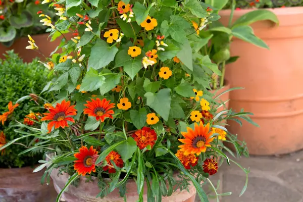 Gazanias growing in a pot with black-eyed Susan
