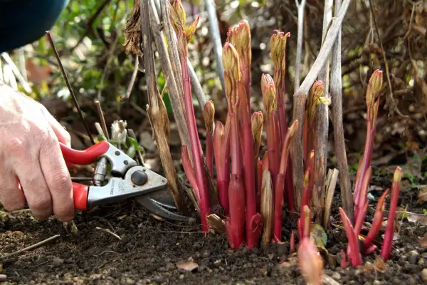 Cutting back herbaceous peonies