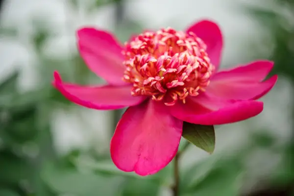 Paeonia 