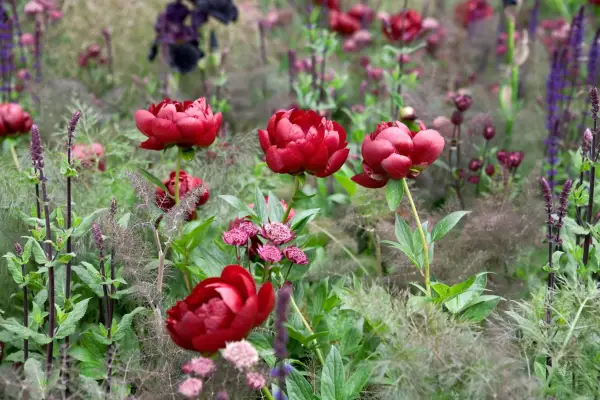 How to grow peonies