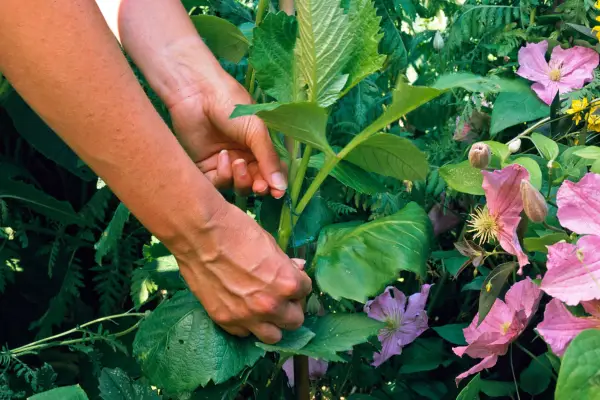 Jak se spojit v Dahlias