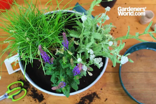 Affichage en pot de fleurs d'été