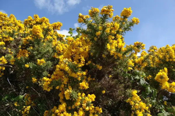 Gorse (Ulex europaeus). Getty Images