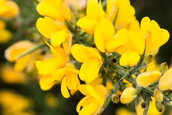 Gorse flowers. Getty Images