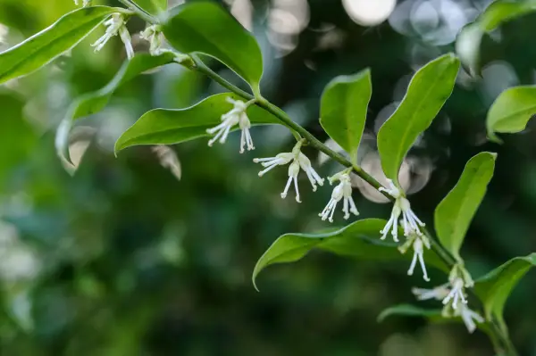 Sarcococca confusa flowers