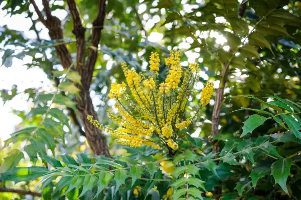 Mahonia x media 