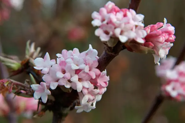 Pink flowers of Viburnum x bodnantense 