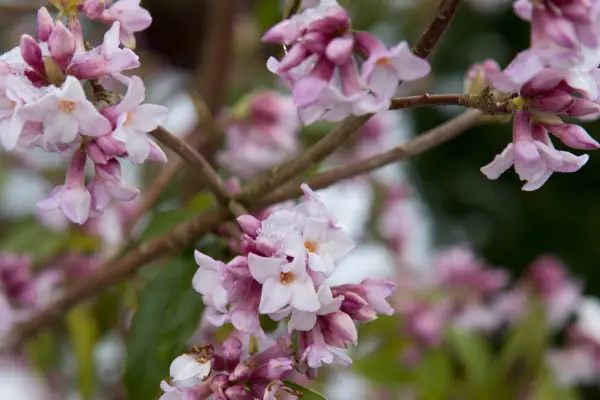 Pink flowers of Daphne bholua 