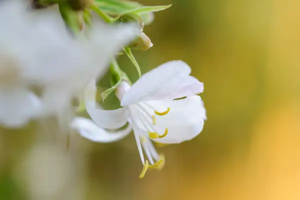 Winter honeysuckle, Lonicera fragrantissima