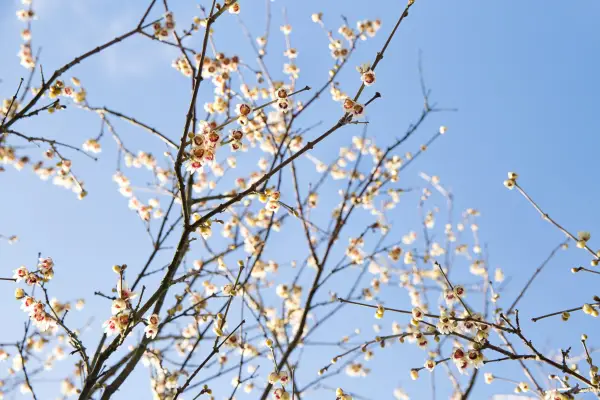 Wintersweet (Chimonanthus praecox)