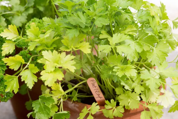 Flat leaf parsley