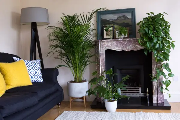 left to right on floor Chrysalidocarpus lutescens areca palm Fatsia plants on mantelpiece Hedera Ivy in glass bottle Maidenhair fern in glass vase Epipremnum pinnatum Aureum houseplant Houseplants with Isabelle Palmer 270417 27042017 27/04/17 27/04/2017 27 27th April 2017 Spring photographer Sarah Cuttle horizontal