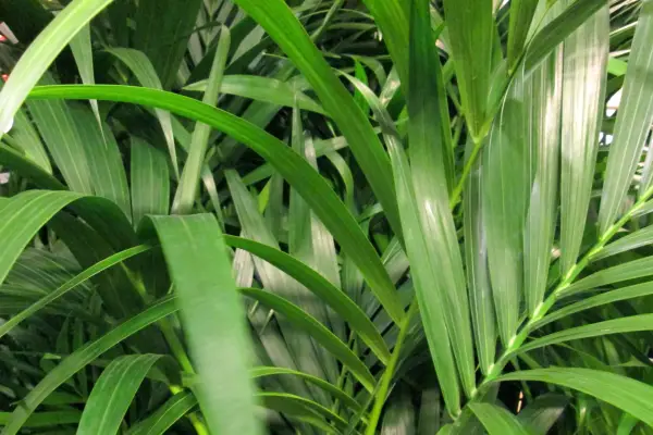 Photo showing the green leaves / fronds of a potted Areca palm houseplant. The Latin name for this plant is: Chrysalidocarpus lutescens.