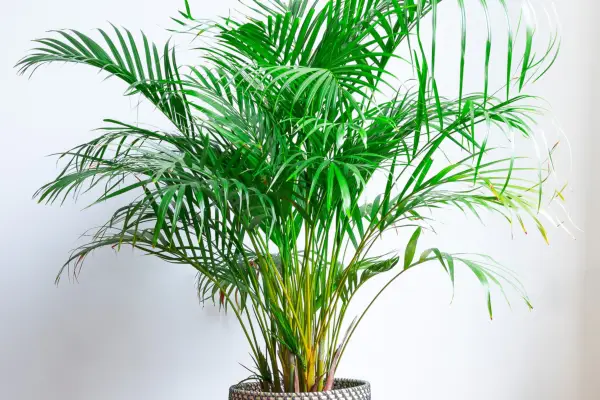 Areca palm, Getty Images.