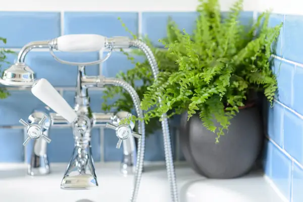How to grow Boston fern – Boston fern in a bathroom