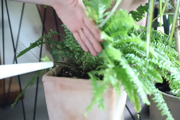 How to grow Boston fern – watering a Boston fern. Getty Images