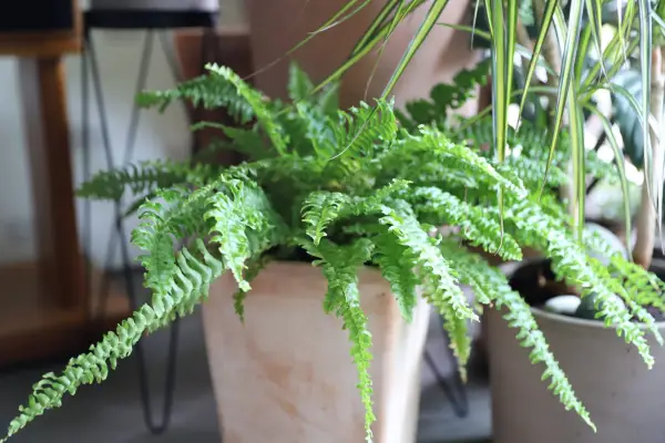 How to grow Boston fern – Boston fern in a pot. Getty Images