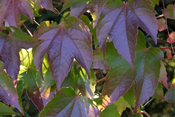 Parthenocissus tricuspidata