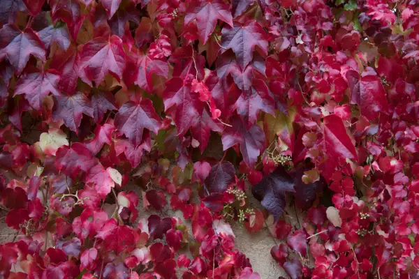 Boston ivy, Parthenocissus tricuspidata