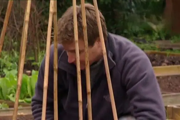 Hvordan dyrke klatrebønner