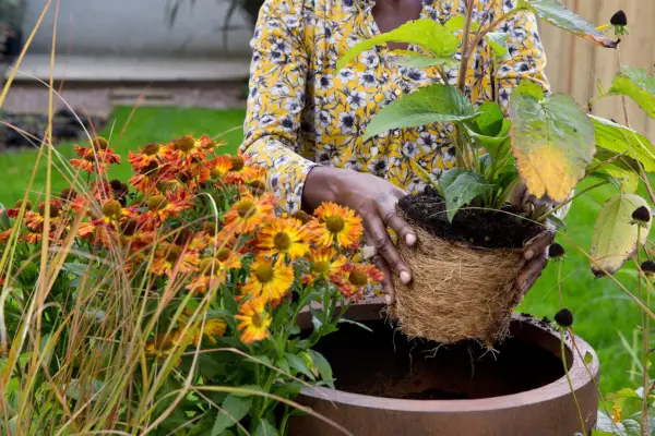 Planting heleniums in a pot with rudbeckias, stipa, cineraria and libertia