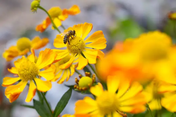 Honeybee visiting a yellow-flowered helenium