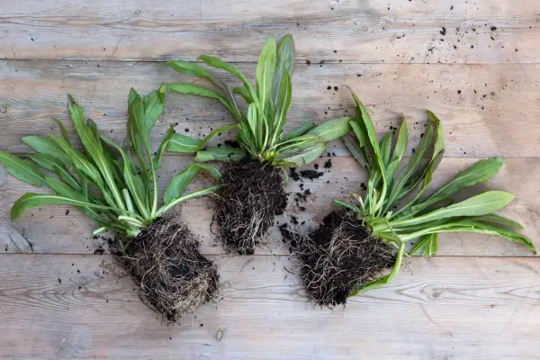 Young helenium plug plants to be potted on