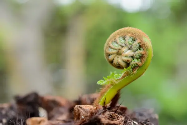 How to grow tree ferns - how to propagate tree ferns