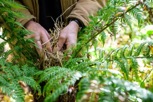 How to grow tree ferns - how to care for tree ferns