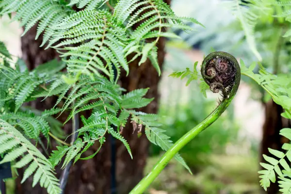 How to grow tree ferns - varieties to try