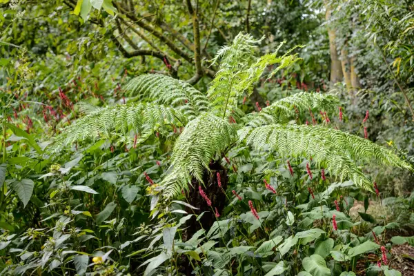 How to grow tree ferns