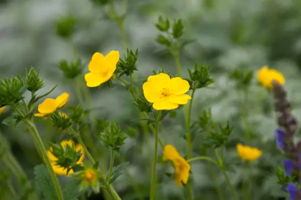 Potentilla warrenii. Torie Chugg