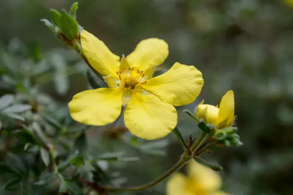 Potentilla 