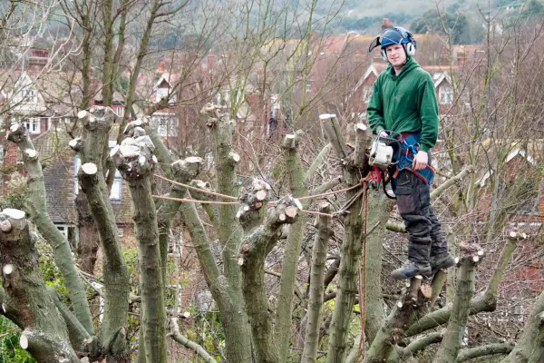 Tree surgeon pollarding a tree. Getty Images.