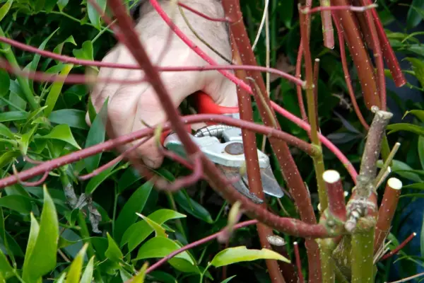 Pollarding a cornus