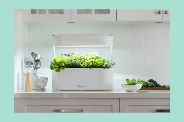 Herb planters Verdantvows