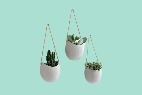 Amazon planters