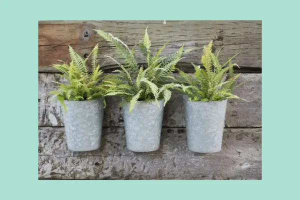Galvanised wall planter