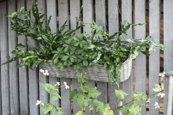 Large Willow Wall Hanging Planter - Verdantvows