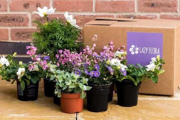 Lazy Flora flower subscription - Verdantvows